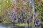 Shoreline of Blue Cypress Lake in early spring with red maple blossoms and Spanish moss, Florida Art Print